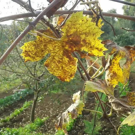La Vecchia Cava *